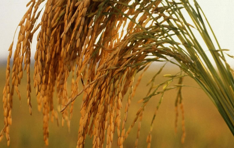 Día Internacional del Arroz 